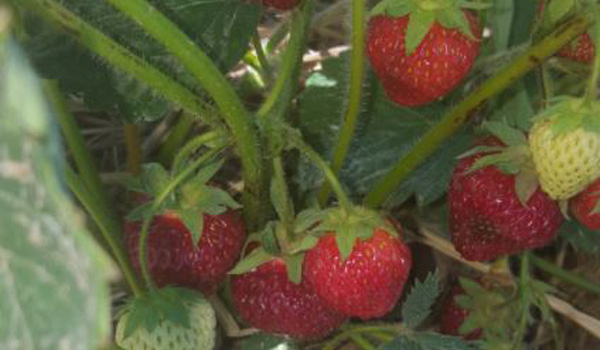 Greg's U-Pick Strawberry Fields