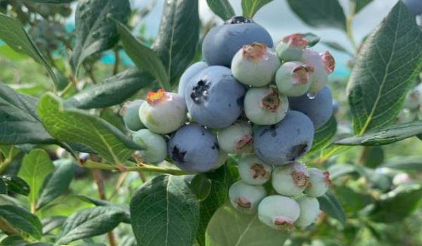 Greg's U-Pick Blueberry Fields