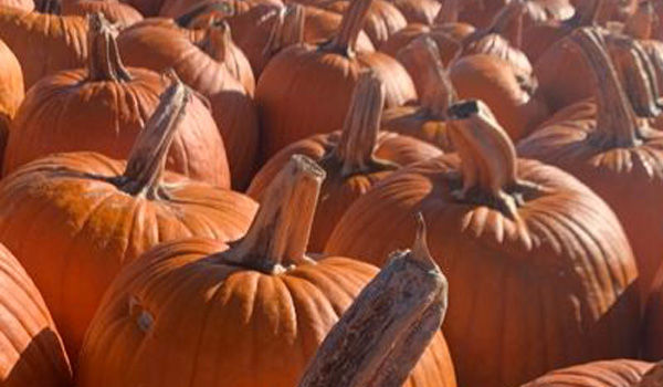 U-Pick Pumpkin Patch