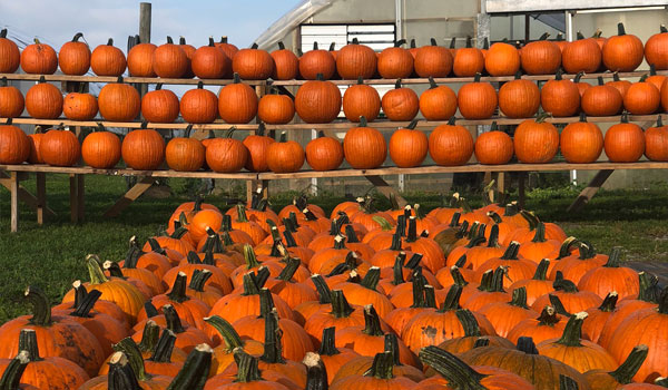 Pumkin Wall At Greg's U-Pick Pumpkin Patch