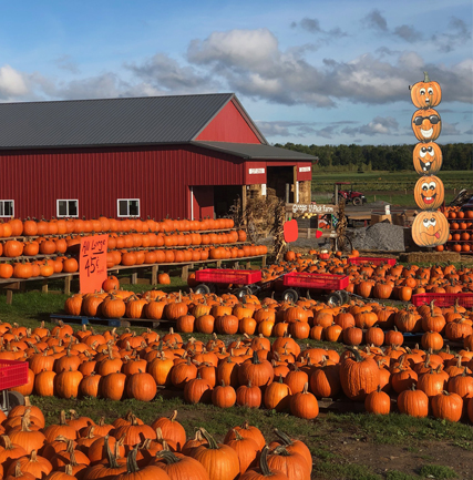 murphys pumpkin patch