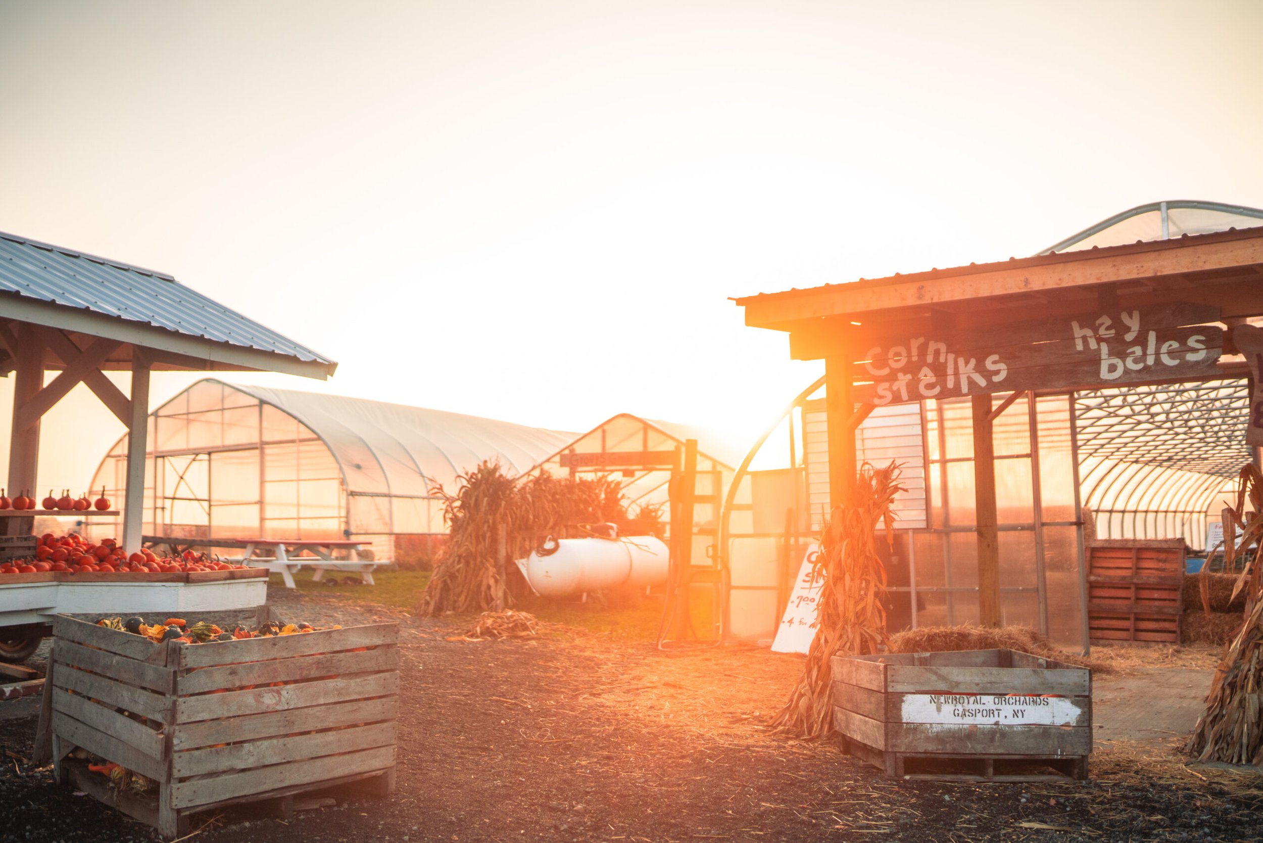 Greg's CSA 2022 Sunrise at a farm stand featuring pumpkins and gourds in wooden crates, with a greenhouse in the background and a sign for corn stalks and hay bales. The warm light creates a cozy autumn atmosphere at NeRoyal Orchards in Gasport, NY.