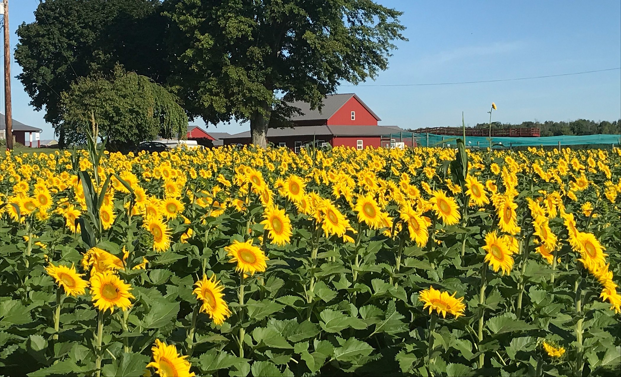 bg-001 Vibrant sunflower field in full bloom with a red barn and trees in the background, showcasing a picturesque rural landscape under a clear blue sky.