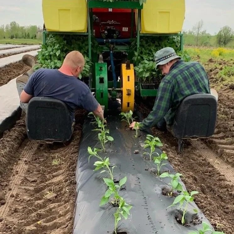 Farmers using a planting machine to transplant young pepper plants into rows covered with black plastic mulch in a field.