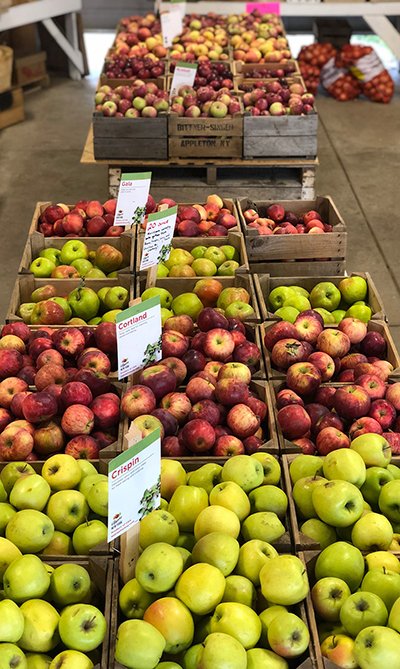 Colorful display of various apple varieties, including Cortland and Crispin, arranged in wooden crates at a farmers market, showcasing fresh, seasonal produce.