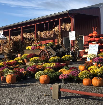 Colorful autumn display at a farm market featuring vibrant chrysanthemums, pumpkins, and a vintage wagon, with a rustic barn in the background.
