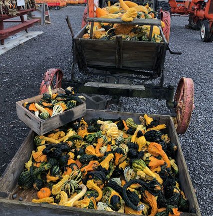 Vibrant assortment of colorful gourds and squash displayed in wooden crates on a rustic farm trailer, set against a backdrop of a gravel path and vintage tractors. Perfect for autumn harvest decorations and seasonal produce markets.