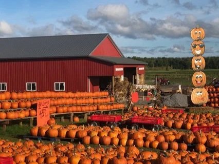 A vibrant pumpkin patch featuring a large variety of pumpkins displayed in front of a red barn, with a sign indicating prices. A stack of decorative pumpkins adds a festive touch to the scene, set against a clear blue sky.