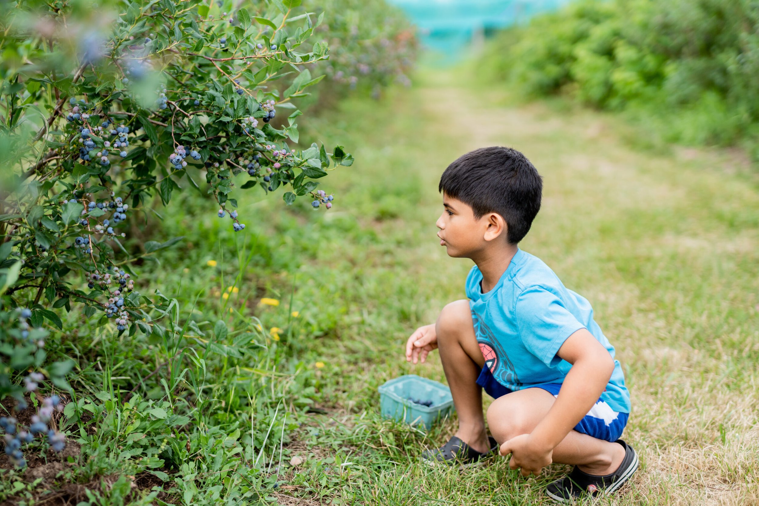 A young boy crouches in a blueberry field, examining the ripe berries on the bushes. He is wearing a blue shirt and shorts, with a small container beside him for collecting blueberries. The scene captures the joy of berry picking in a lush, green environment.