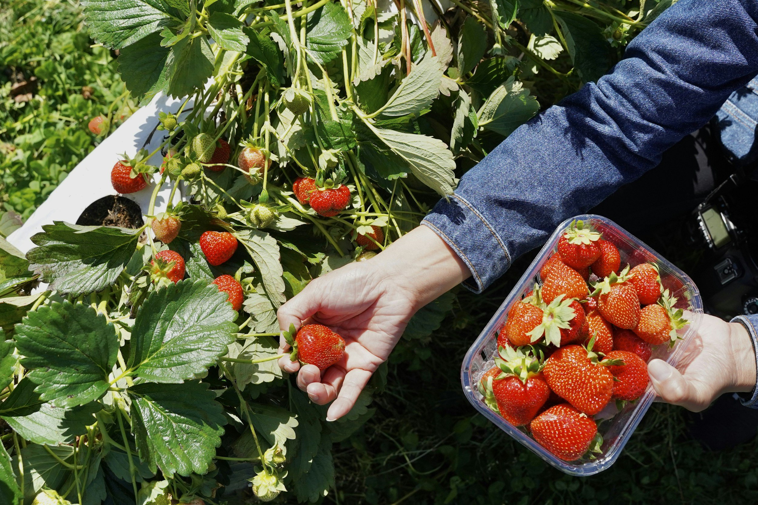 A person picking ripe strawberries from a plant, holding a container filled with freshly harvested strawberries in a sunny field. Green leaves and unripe strawberries are visible, showcasing the strawberry picking experience.